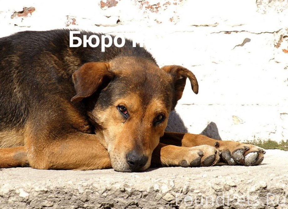 Лабрадор с хозяином