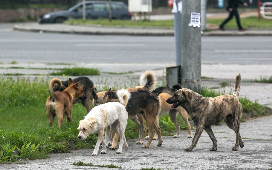 Собака в реальной жизни