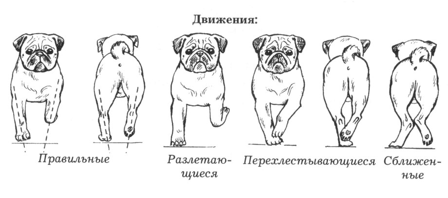 Выделения у собак