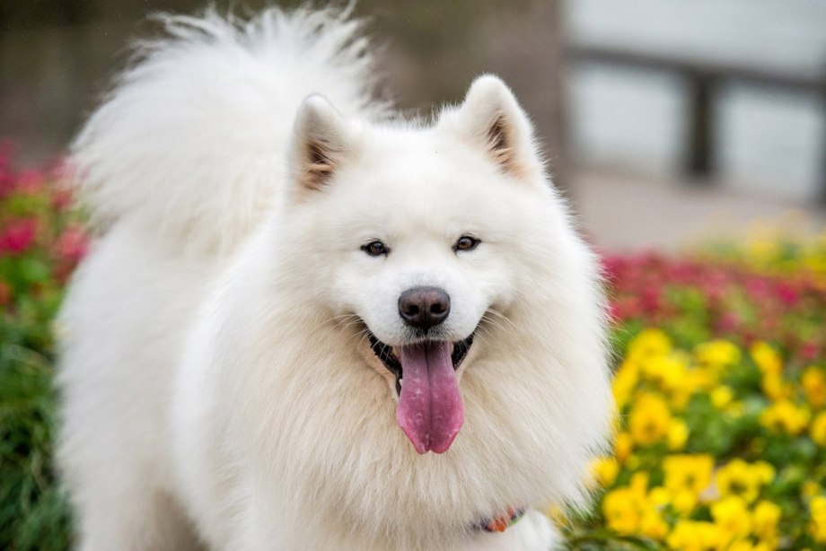 Кляйншпиц