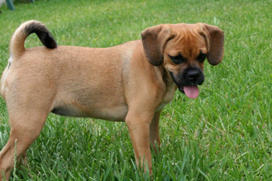 Puggle Wuggle