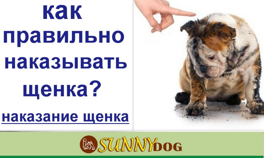 Наказан пёс