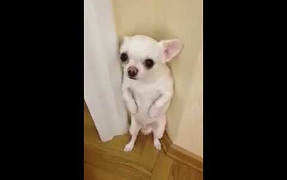 Собаке стыдно