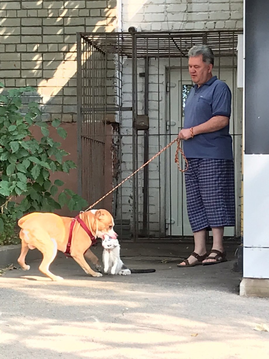 Собака наказана