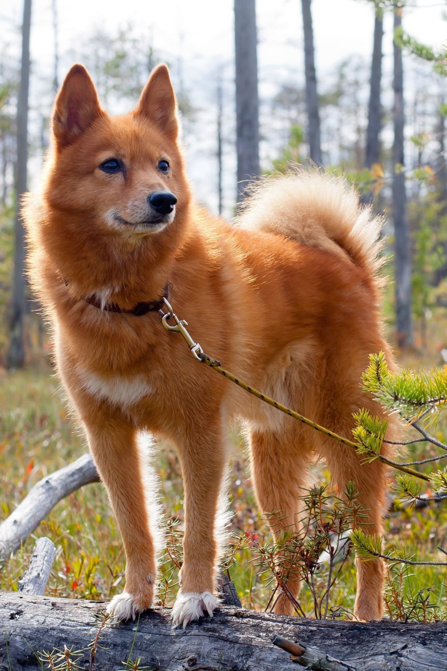 Немецкий шпиц
