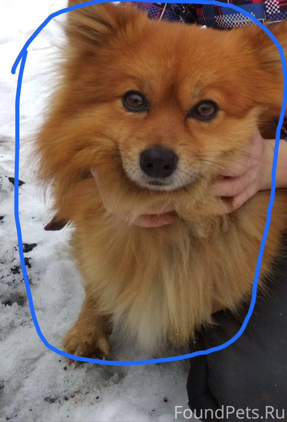 Вельш корги пемброк