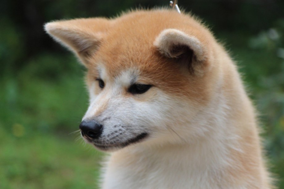 Собака вельш корги
