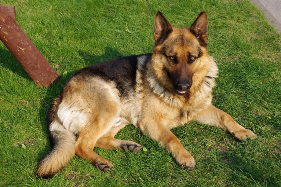 German Shepherd немецкая овчарка
