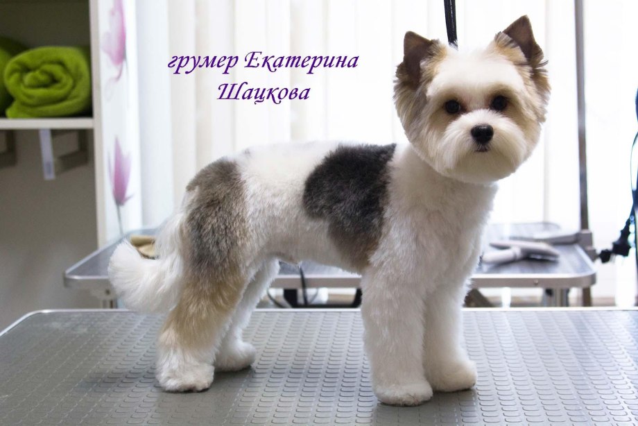 Стрижка Бивер Йорка
