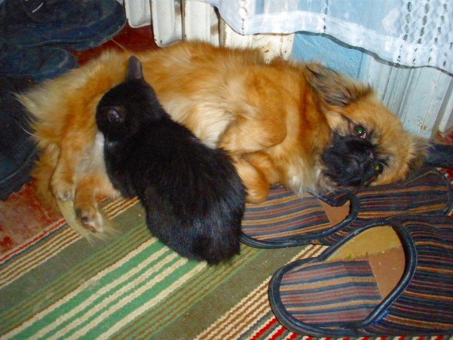 Пекинес кот