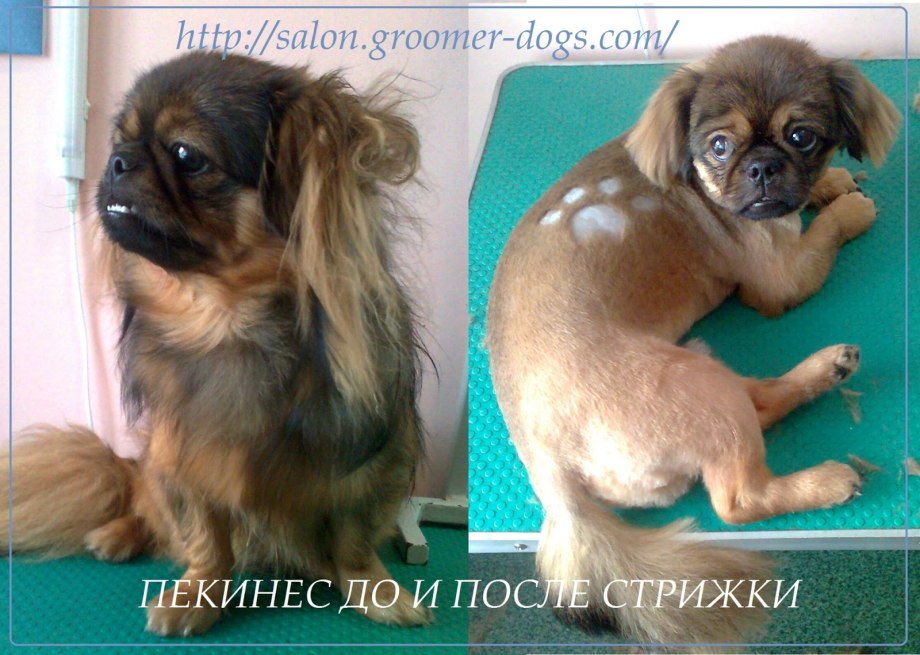 Собака Пекинес