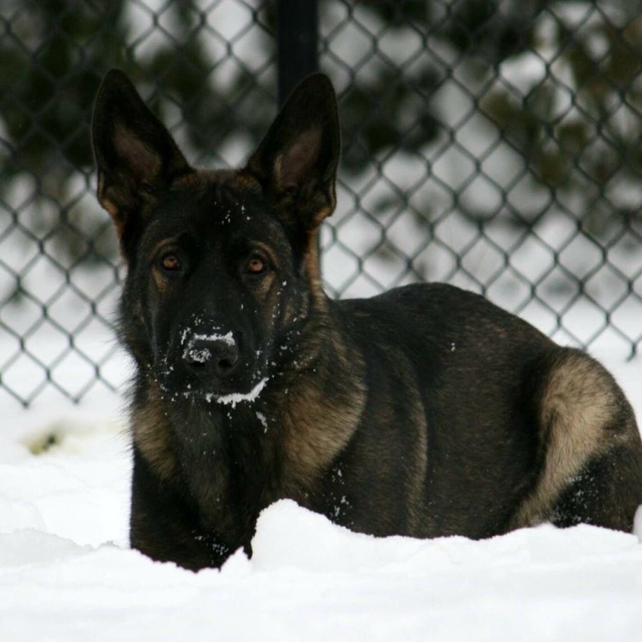 Sable German Shepherd