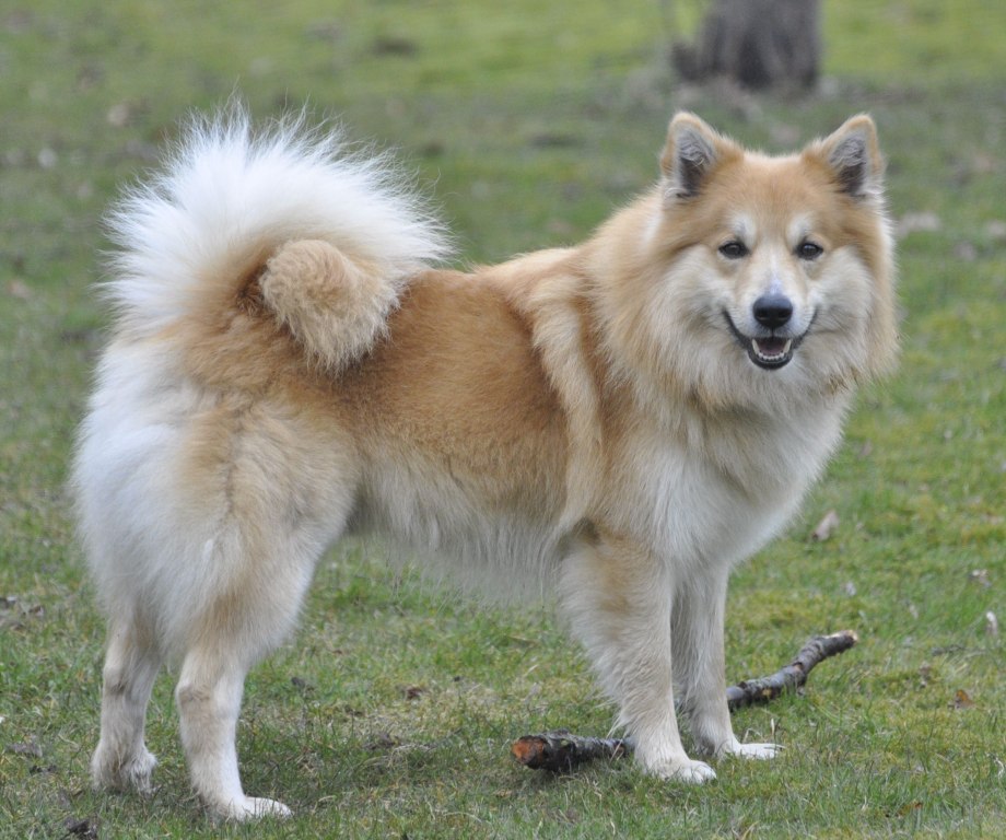 Icelandic Sheepdog порода собак