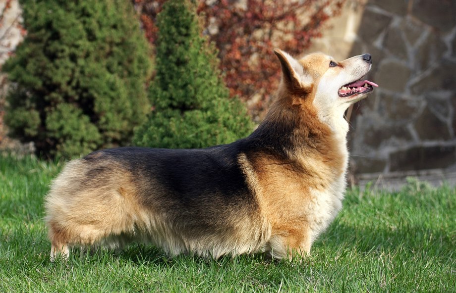 Corgi порода собак