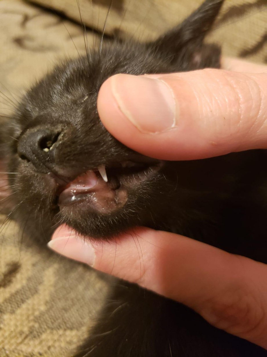 У котенка на губе шишка