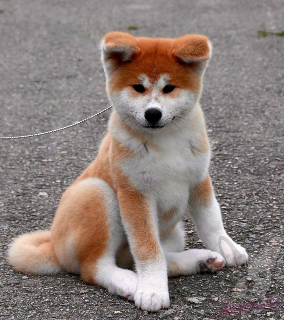 японская порода собак шиба