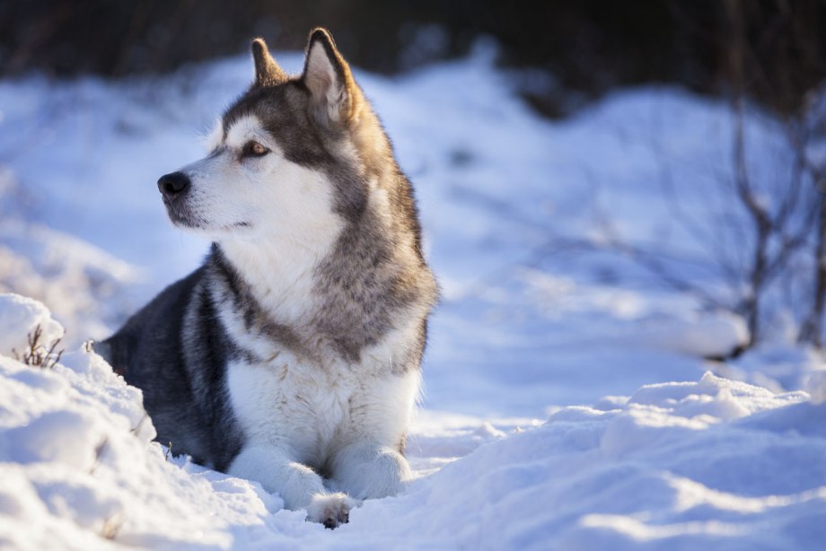 Alaskan Malamute
