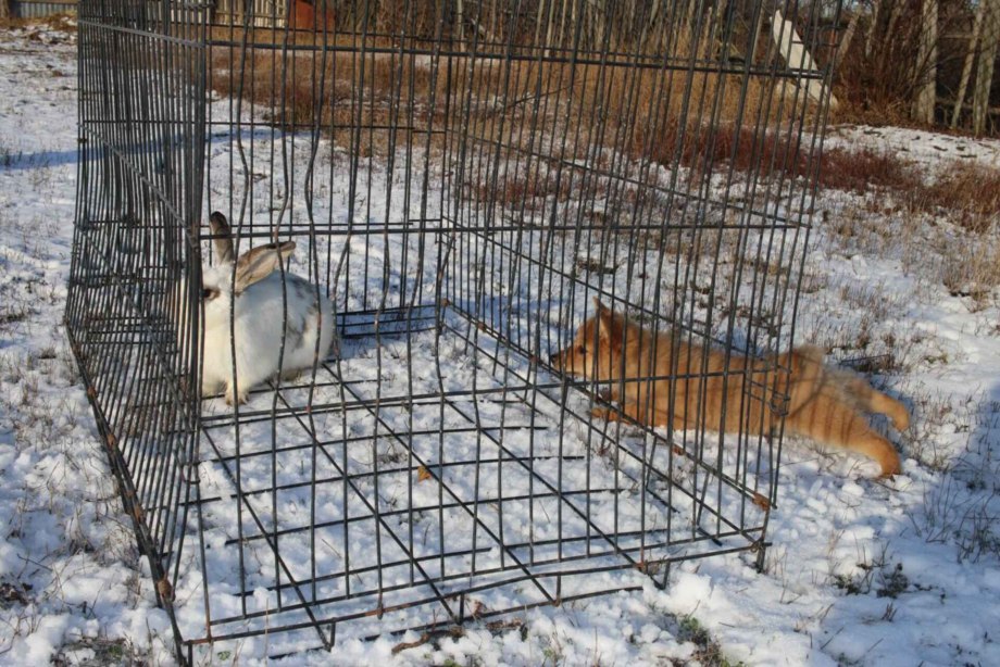 Хаски самоед