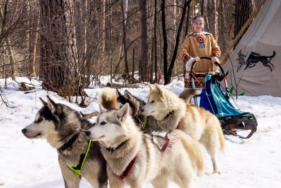 Западно Сибирская хаски