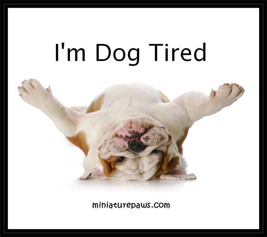 Tired good Night Dog