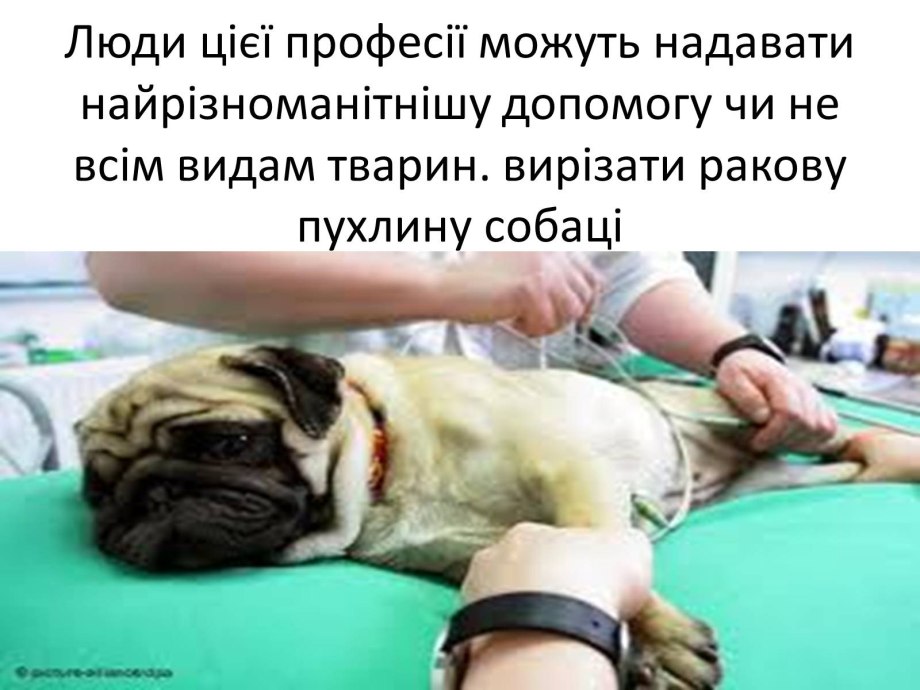 Недостатки мопсов