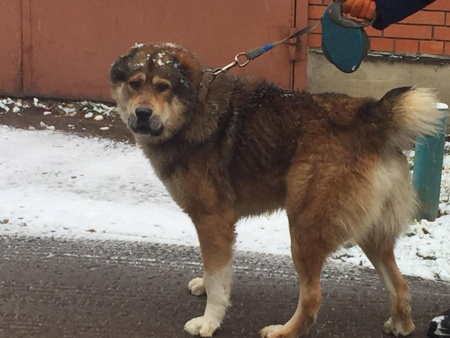 Аусси и корги