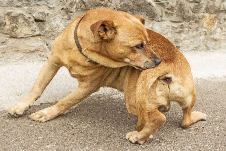 Правильно сказать my Dog has?