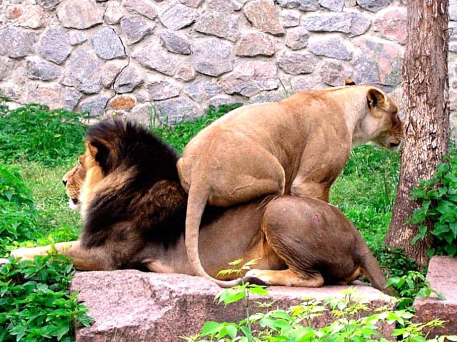 Cat and Dog MTV