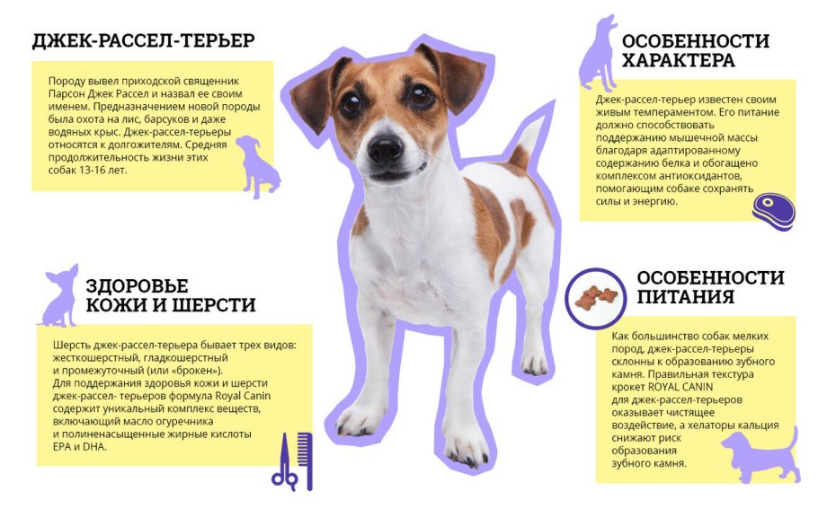 Рассел терьер вес
