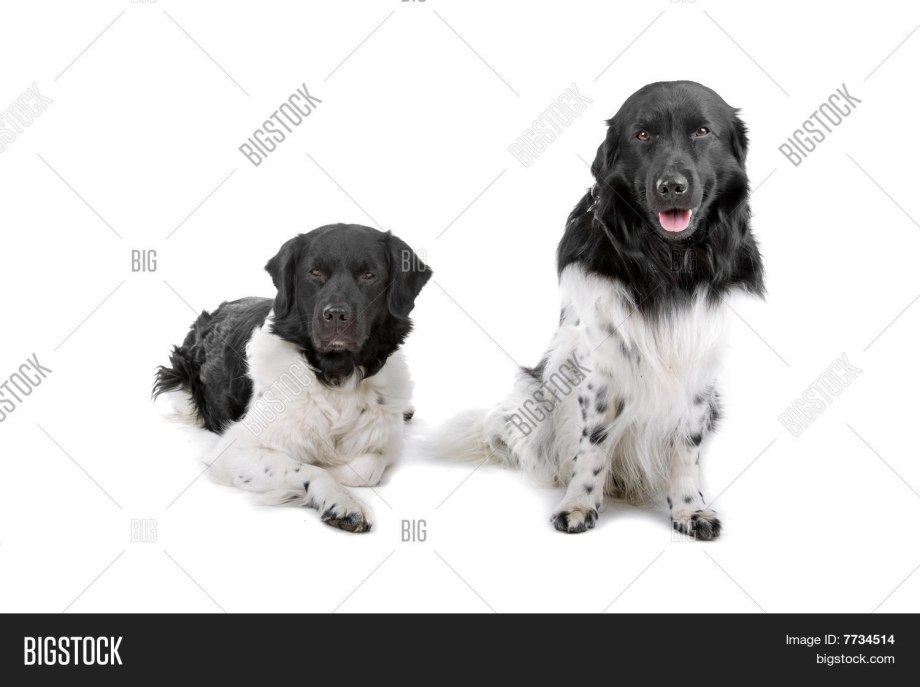 Irish Water Dog
