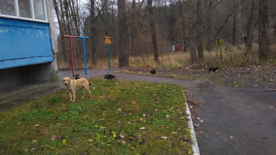 Собака гуляет во дворе