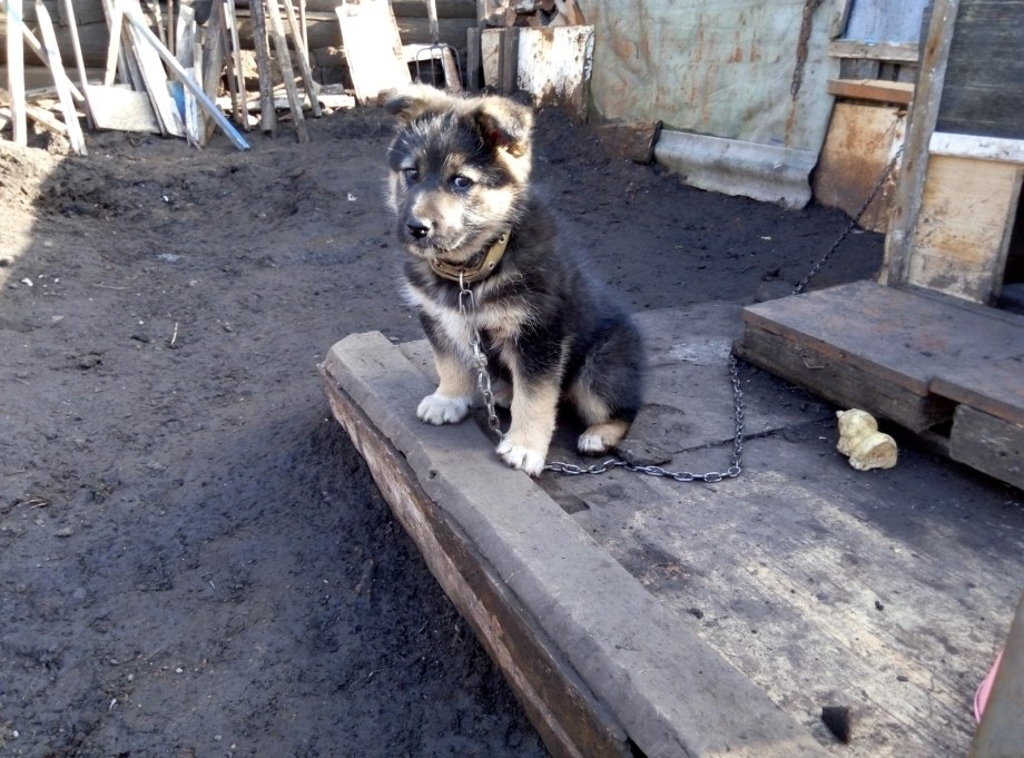 Собака на цепи