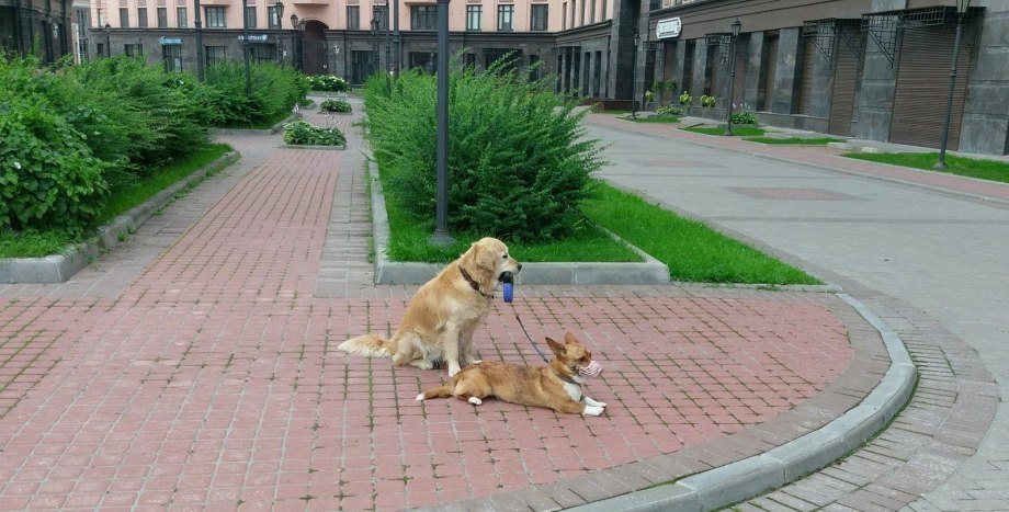 Санкт-Петербург с собакой