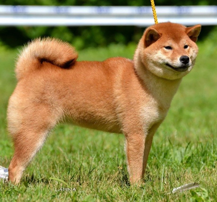 Сиба ину