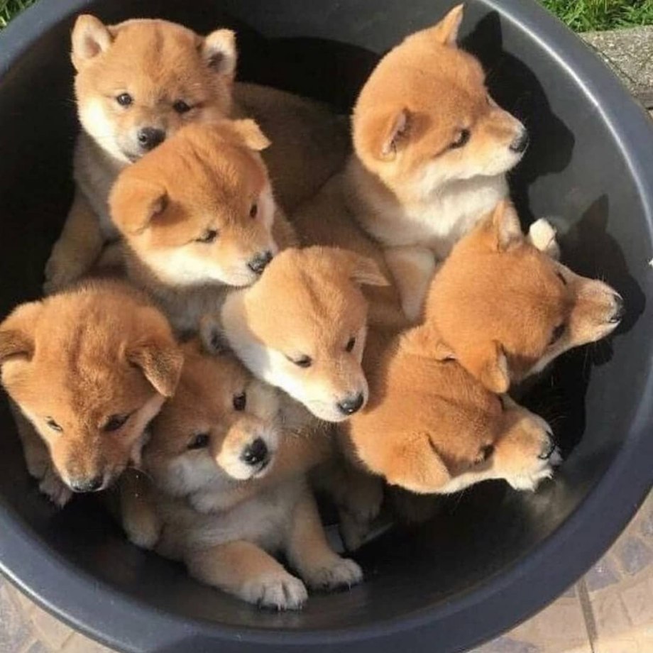 Сикоку ину и сиба ину