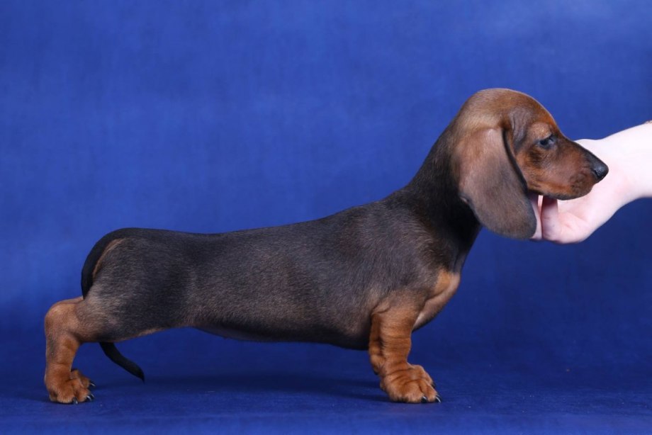 Dachshund Standard