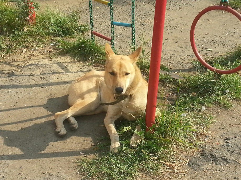 Собака во дворе