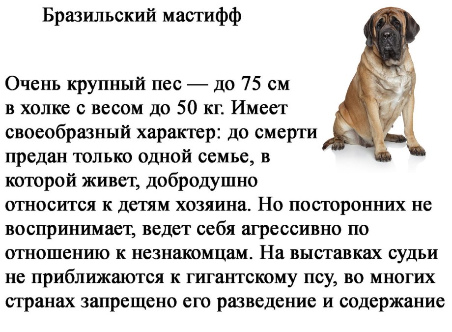 Пятерка самых злых собак