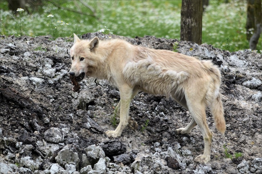 Канис Волкорожденный