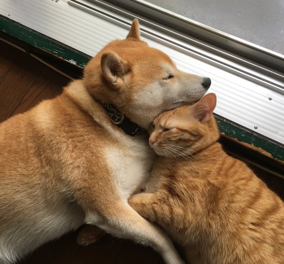 Сиба ину и кот