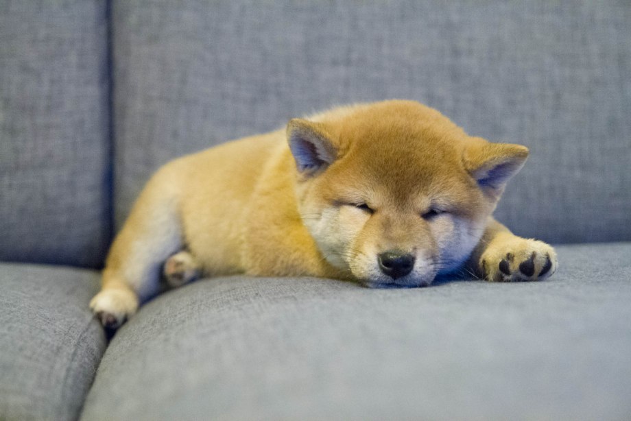 Sleeping Shiba