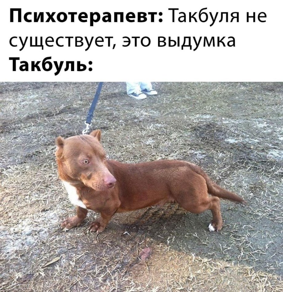 Такса и питбуль метис