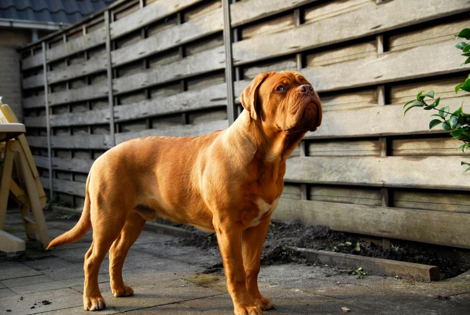 Tibetan Mastiff всплеск самая дорогая собака