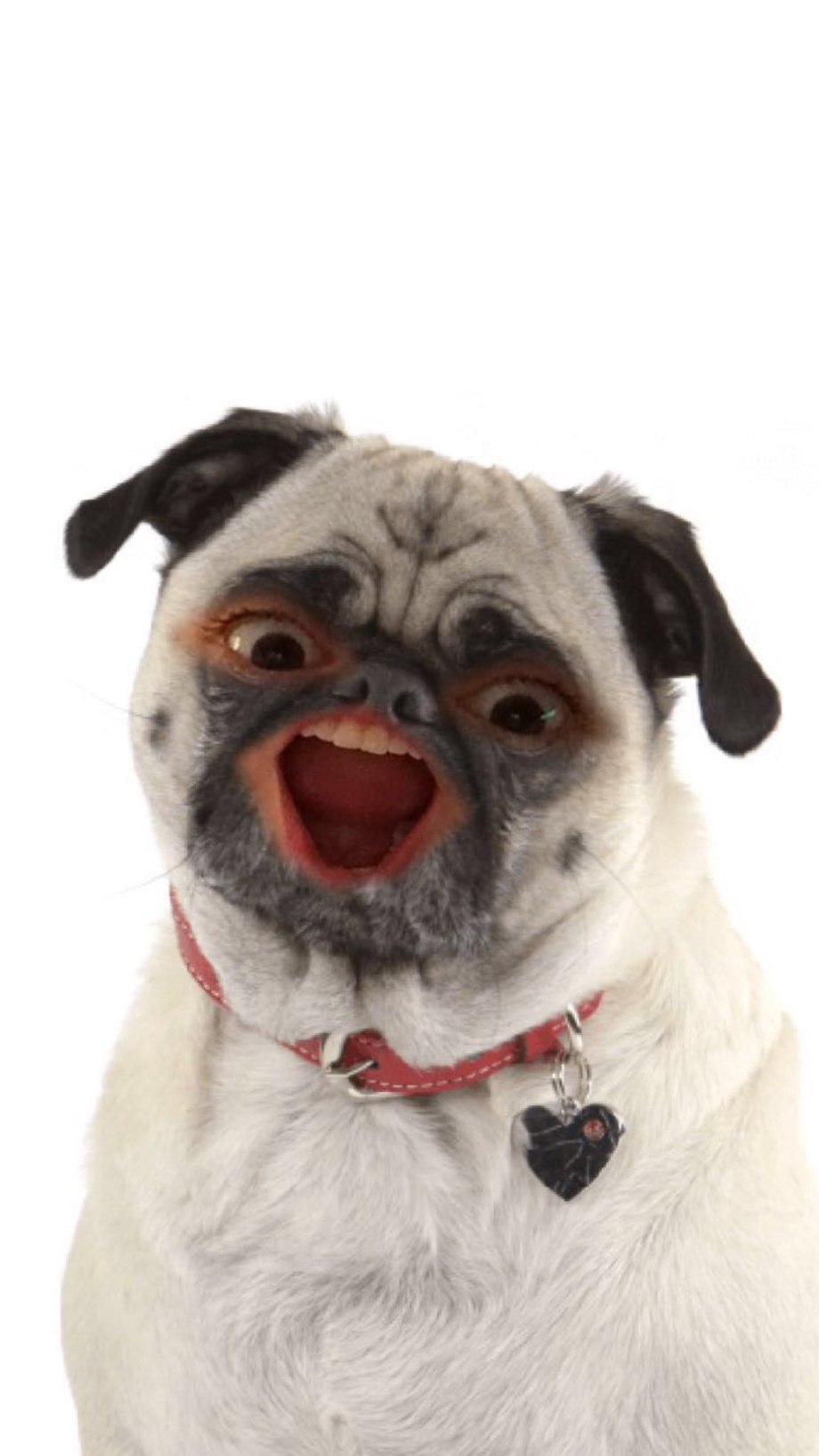 Мопс Douggie