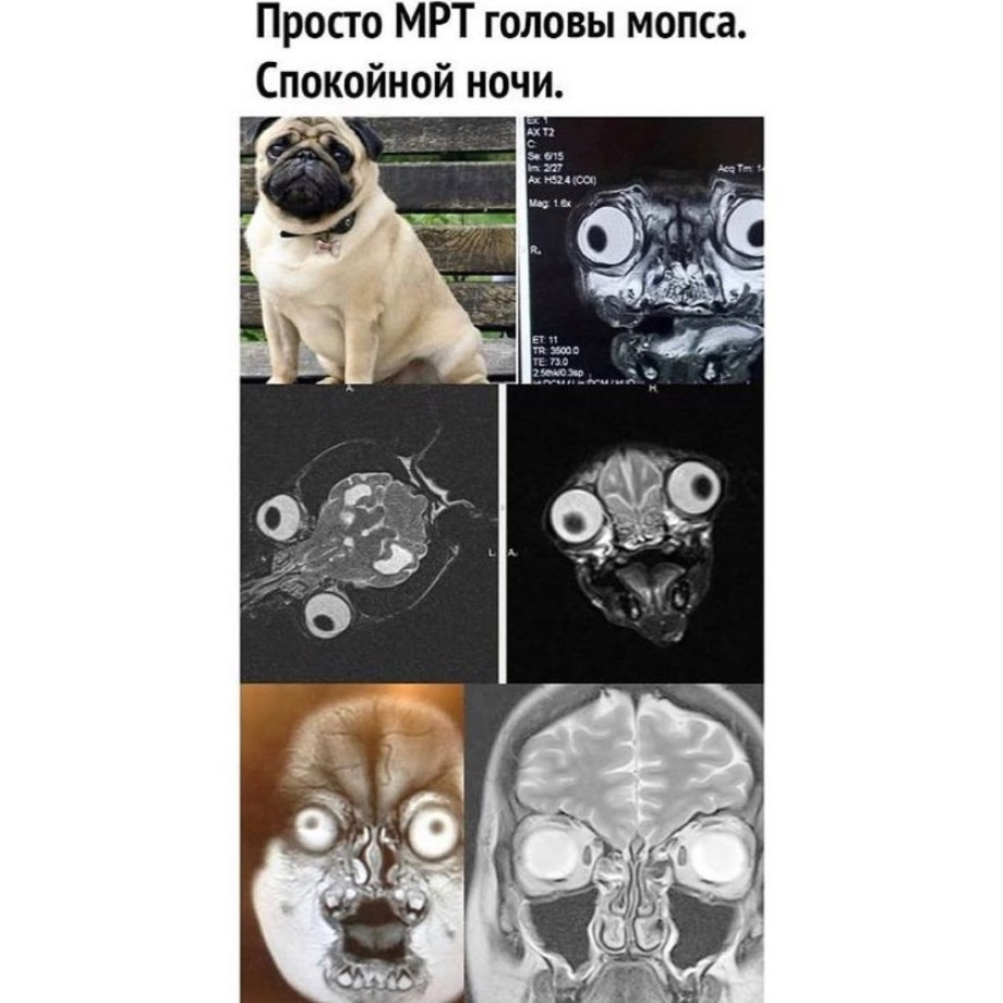 Мопс строение морды