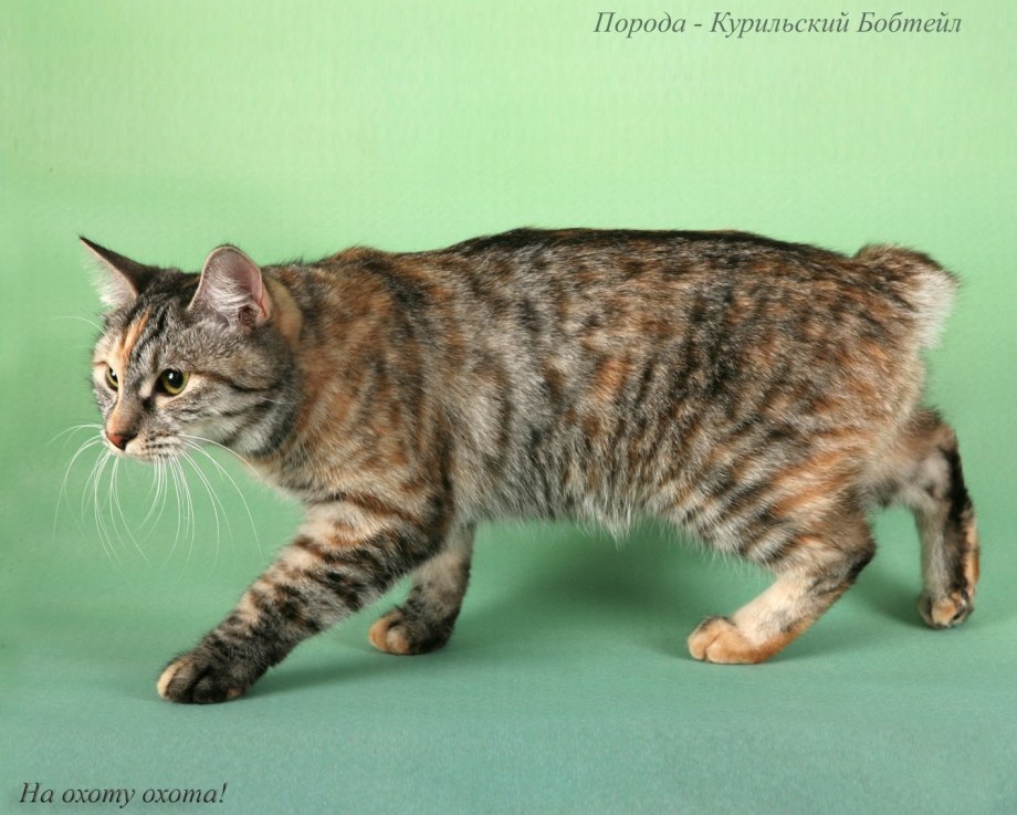 Турецкий бобтейл кошка