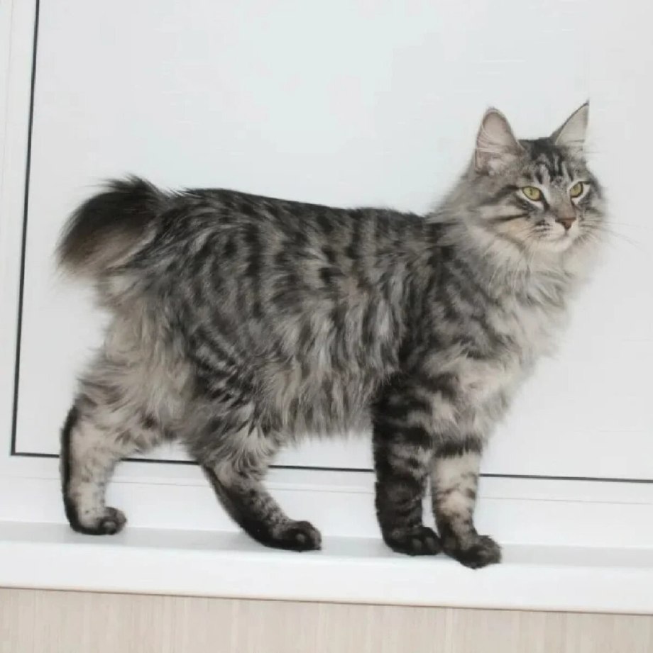 Кот Курильский бобтейл