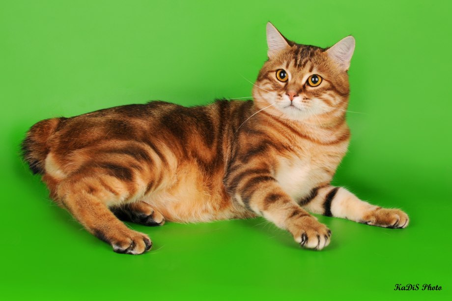 Курбоб мраморный кроткошëрсьый