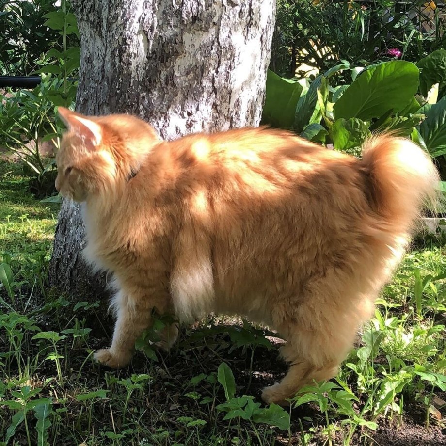 Кошка Курильский бобтейл гладкошерстный