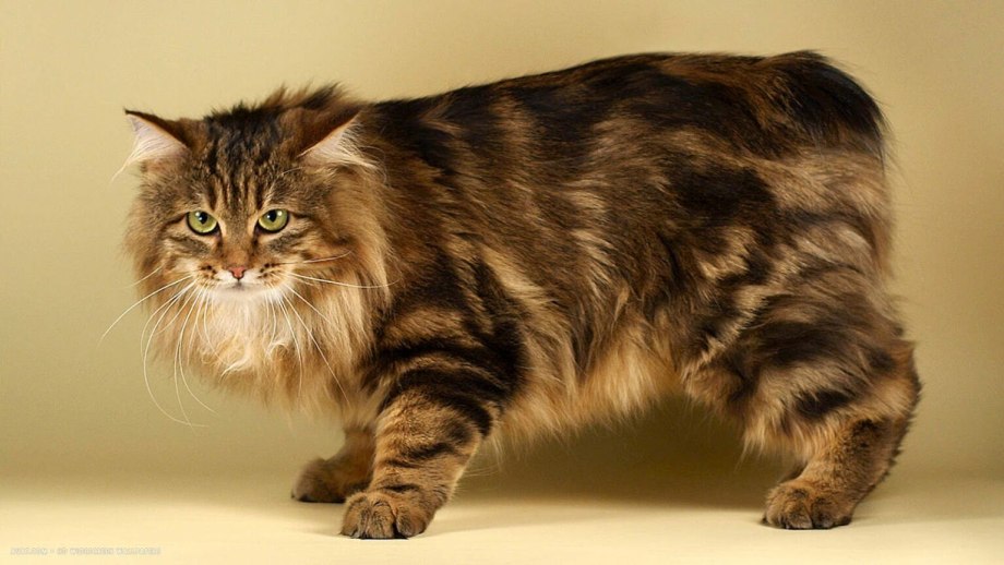 Коты Курильский бобтейл